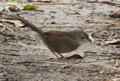 Dasyornis brachypterus