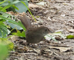 Dasyornis brachypterus