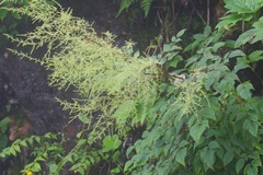 Rhus javanica