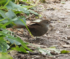 Dasyornis brachypterus