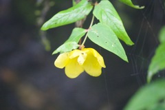 Hypericum uralum