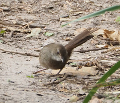 Dasyornis brachypterus