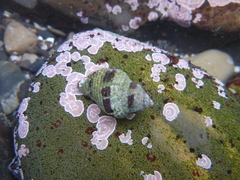 Acanthinucella