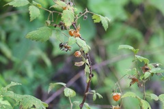 Rubus biflorus