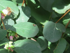 Rhagoletis cerasi