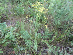 Bupleurum scorzonerifolium