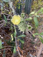 Opuntia caracassana