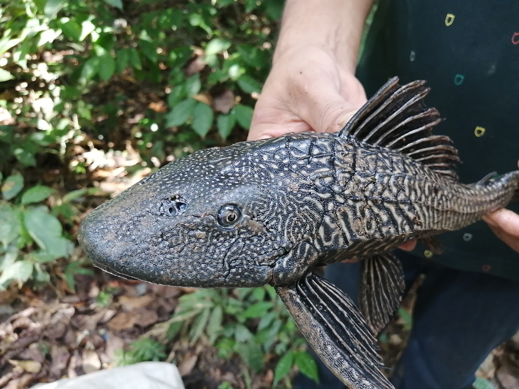 Vermiculated Sailfin Catfish (Freshwater fish of Florida) · iNaturalist