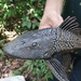 Vermiculated Sailfin Catfish - Photo (c) Ruben D. Layme, some rights reserved (CC BY-NC), uploaded by Ruben D. Layme