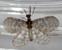 Nallachius americanus