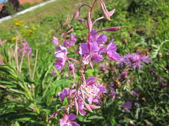 Chamaenerion angustifolium