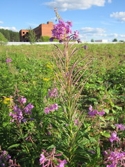 Chamaenerion angustifolium