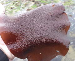 Chondracanthus