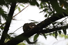 Heliosciurus gambianus