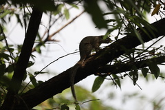 Heliosciurus gambianus