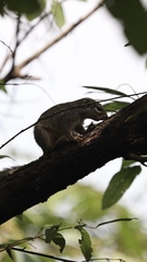 Heliosciurus gambianus