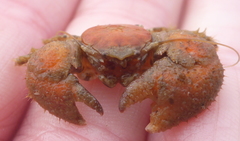 Pachycheles pubescens