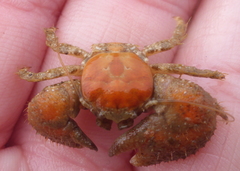 Pachycheles pubescens