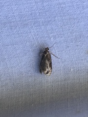 Olethreutes quadrifidum