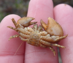 Pachycheles pubescens