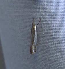 Crambus bidens