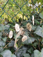 Lunaria annua