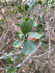 Ehretia rigida nervifolia