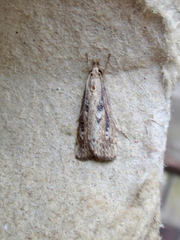 Thopeutis forbesellus