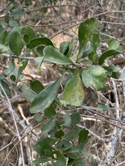 Ehretia rigida nervifolia