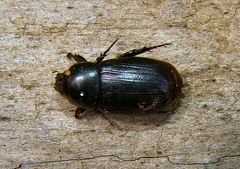 Dyscinetus morator