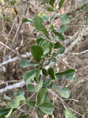 Ehretia rigida nervifolia