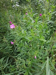 Epilobium hirsutum