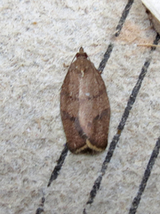 Argyrotaenia juglandana