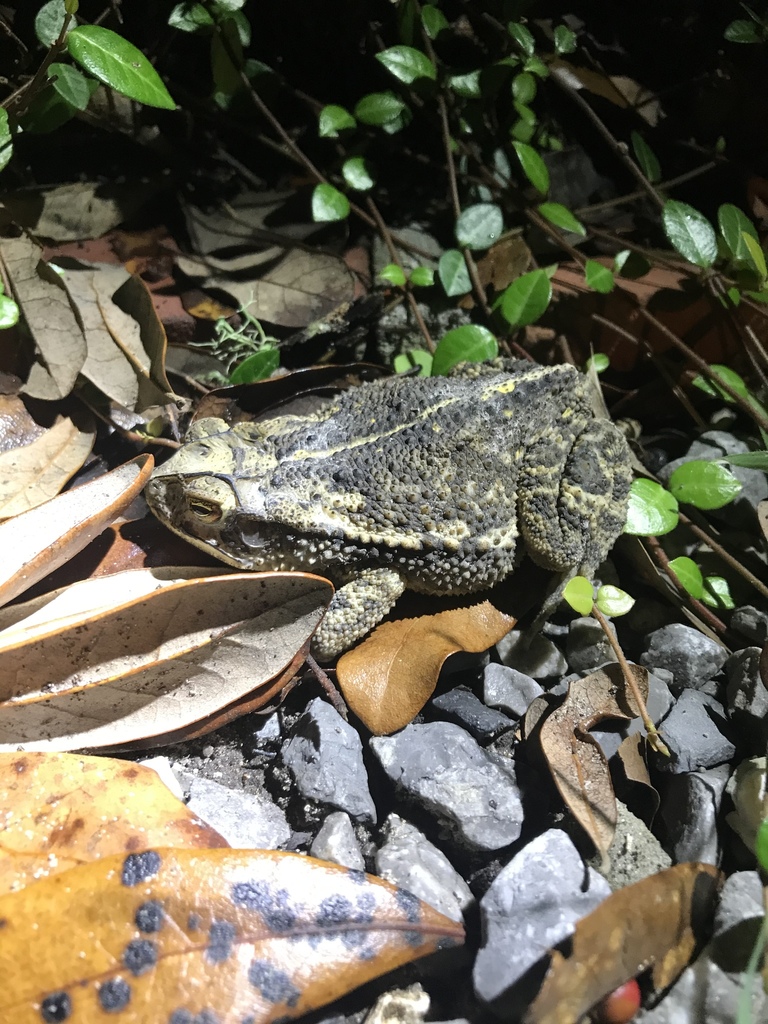 Gulf Coast Toad in July 2020 by labbiology · iNaturalist