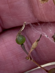 Phemeranthus mengesii