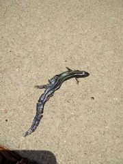 Plestiodon skiltonianus interparietalis