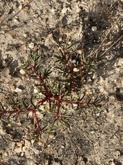 Phemeranthus mengesii