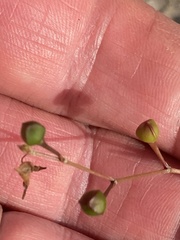 Phemeranthus mengesii