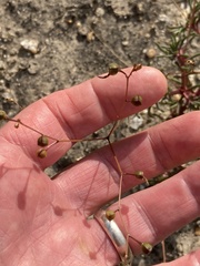 Phemeranthus mengesii