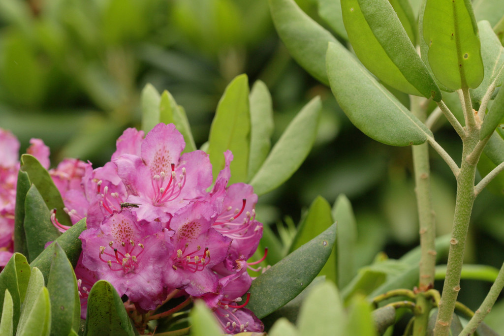 Catawba Rhododendron (Rhododendron catawbiense)  iNaturalist