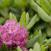 Catawba Rhododendron - Photo (c) Patrick Coin, some rights reserved (CC BY-NC)