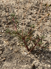 Phemeranthus mengesii