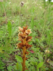 Orobanche elatior