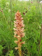 Orobanche elatior
