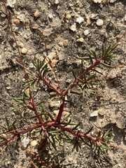 Phemeranthus mengesii