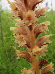 Orobanche elatior