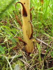 Orobanche elatior