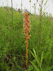 Orobanche elatior