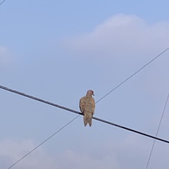 Streptopelia senegalensis