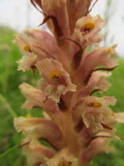 Orobanche elatior